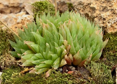 Haworthia 1998-15-4035-1; Xanthorrhoeaceae (3).jpg