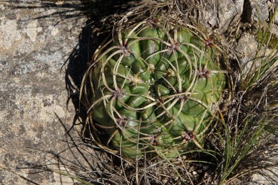 DSC02544.JPG (149.56 KiB) 20923 mal betrachtet Gymnocalycium monvillei RB3017 - zwischen Ascochinga und La Cumbre, Cordoba 1593m