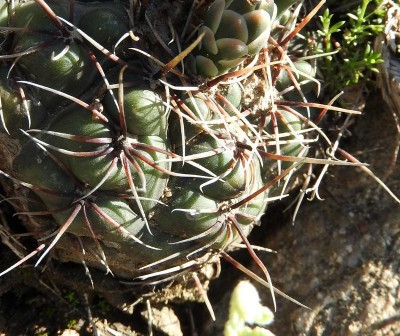 DSCN0893.JPG (131.82 KiB) 20923 mal betrachtet Gymnocalycium amerhauseri RB3015 - zwischen Ascochinga und La Cumbre, Cordoba 1480m