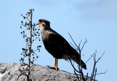 Schopfkarakara - Caracara plancus