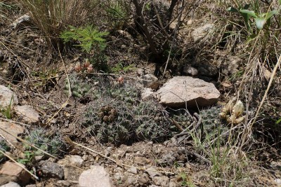 DSC02627.jpg (197.02 KiB) 14245 mal betrachtet Gymnocalycium valnicekianum RB3028 - Capilla del Monte nach San Marcos Sierra, Cordoba 917m