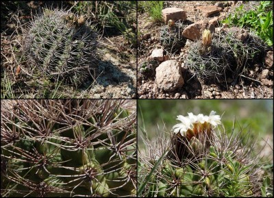 dkg02.jpg (178.29 KiB) 14245 mal betrachtet Gymnocalycium valnicekianum