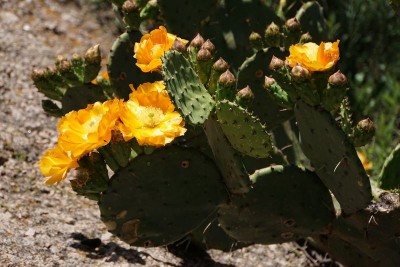 DSC02676.JPG (104.22 KiB) 14245 mal betrachtet Opuntia elata RB3041 - Capilla del Monte nach San Marcos Sierra, Cordoba 950m