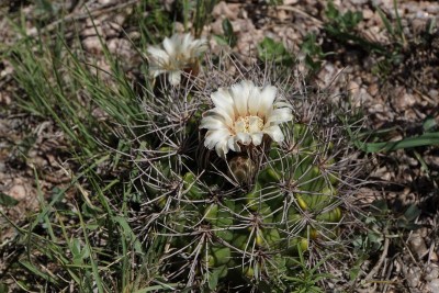 DSC02686.JPG (142.03 KiB) 14245 mal betrachtet Gymnocalycium valnicekianum RB3040 - Capilla del Monte nach San Marcos Sierra, Cordoba 950m