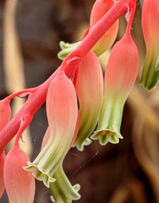 Gasteria 2010-184; Xanthorrhoeaceae (4).jpg