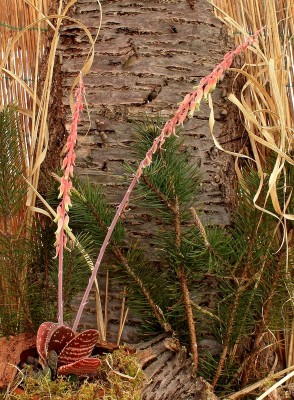 Gasteria 2010-184; Xanthorrhoeaceae (2).jpg