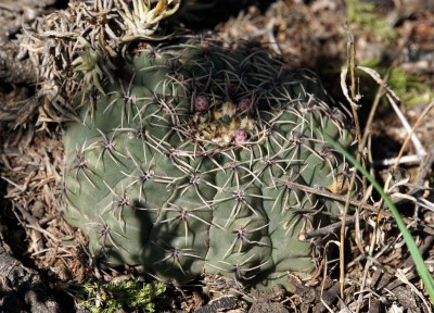 DSC02587.JPG (157.3 KiB) 14218 mal betrachtet Gymnocalycium quehlianum RB3022 - Capilla del Monte, Dique El Cajon, Cordoba 985m