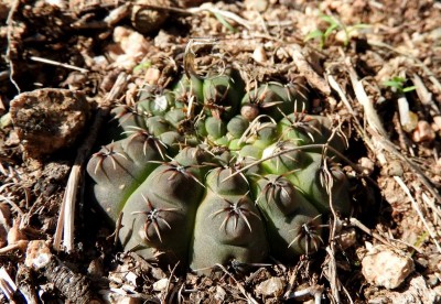 DSCN0949.JPG (143.83 KiB) 14218 mal betrachtet Gymnocalycium quehlianum RB3022 - Capilla del Monte, Dique El Cajon, Cordoba 985m