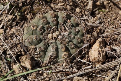 Gymnocalycium quehlianum RB3022 - Capilla del Monte, Dique El Cajon, Cordoba 985m