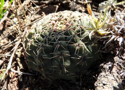 DSCN0953.JPG (137 KiB) 14218 mal betrachtet Gymnocalycium quehlianum RB3022 - Capilla del Monte, Dique El Cajon, Cordoba 985m