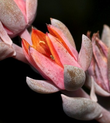 Graptoveria ´Debbi´ 2009-224; Crassulaceae (1).jpg