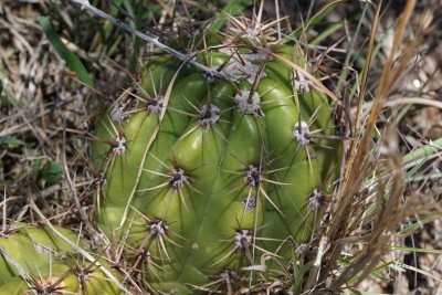 DSC02664.JPG (114.79 KiB) 14192 mal betrachtet Trichocereus candicans RB3037 - Capilla del Monte nach San Marcos Sierra, Cordoba 965m