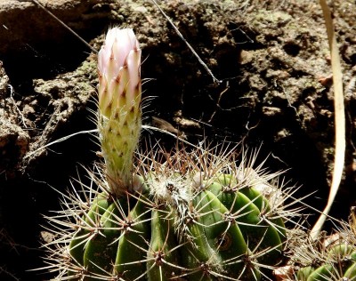 DSCN0972.JPG (143.55 KiB) 14192 mal betrachtet Acanthocalycium klimpelianum peitscherianum RB3026 - Capilla del Monte nach San Marcos Sierra, Cordoba 905m
