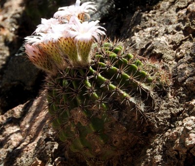 DSCN1000.JPG (142.3 KiB) 14192 mal betrachtet Acanthocalycium klimpelianum peitscherianum RB3026 - Capilla del Monte nach San Marcos Sierra, Cordoba 905m