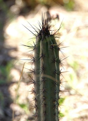 DSC02596.JPG (77.59 KiB) 14192 mal betrachtet Cereus aethiops RB3024 - Capilla del Monte, Dique El Cajon, Cordoba 985m
