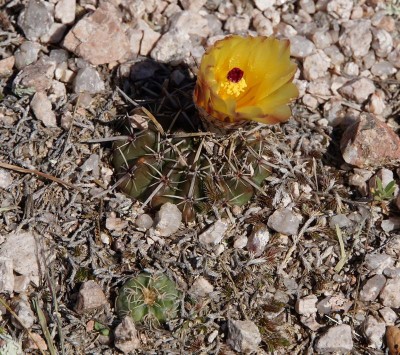 DSC02689.JPG (188.15 KiB) 14192 mal betrachtet Notocactus submammulosus RB3042 - Capilla del Monte nach San Marcos Sierra, Cordoba 950m