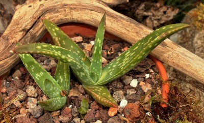 Aloe jacksonii 2009-241; Xanthorrhoeaceae (1).jpg