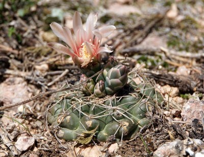 Gymnocalycium capillaense RB3039 - Capilla del Monte nach San Marcos Sierra, Cordoba 950m