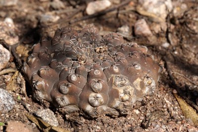 DSC02776.JPG (134.06 KiB) 14105 mal betrachtet Gymnocalycium quehlianum RB3044 - Charbonier, nach Abzweig Terrones, Cordoba 1045m