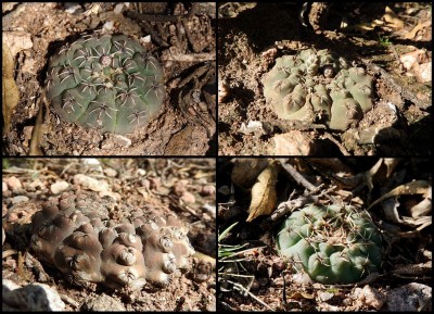 dkgx2.JPG (158.37 KiB) 14105 mal betrachtet Gymnocalycium quehlianum RB3044 - Charbonier, nach Abzweig Terrones, Cordoba 1045m
