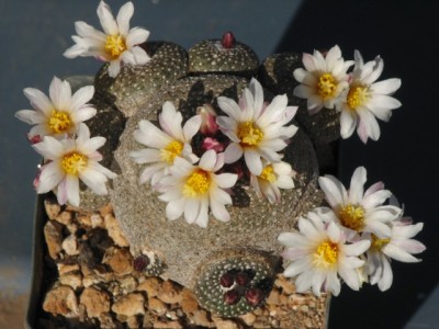 IMG_2575-1.jpeg (104.91 KiB) 14624 mal betrachtet Blossfeldia spec. Rio Icla