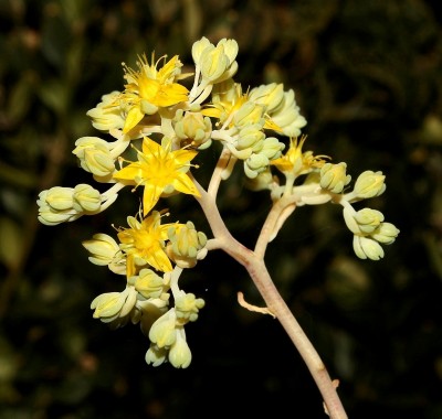 Cremnosedum ´First Foundling´ 2010-163; Crassulaceae (1).jpg