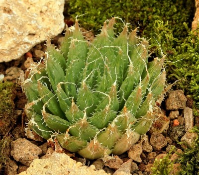 Haworthia decipiens 1999-63-3971-1; Xanthorrhoeaceae (3).jpg