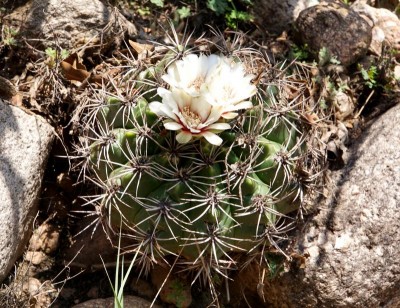 DSC02886.JPG (166.1 KiB) 10811 mal betrachtet Gymnocalycium valnicekianum RB3065 - RP17, 7 km östl. Abzw. von RN38, 1120m