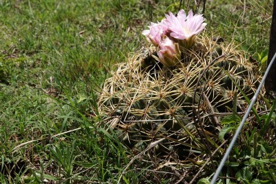 DSC02823.JPG (156.37 KiB) 10426 mal betrachtet Gymnocalycium monvillei RB3054 - RP17, 1,5 km östl. Ongamira, Cordoba 1195m