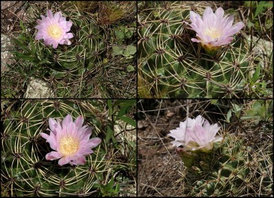 dkgx2.JPG (149.96 KiB) 10810 mal betrachtet Gymnocalycium monvillei - div. Standorte