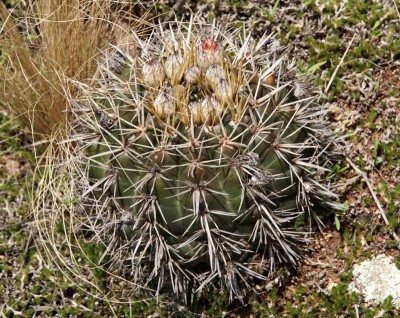 DSC02811.JPG (182.7 KiB) 10810 mal betrachtet Notocactus submammulosus RB3052 - RP17, 1 km westl. Ongamira, 1212m