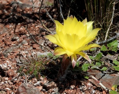 DSCN1112.JPG (136.71 KiB) 10810 mal betrachtet Echinopsis aurea RB3055 - Ongamira, Felsgipfel, Cordoba 1195m