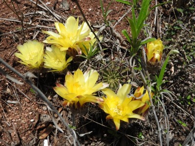 DSCN1129.JPG (149.09 KiB) 10810 mal betrachtet Echinopsis aurea RB3055 - Ongamira, Felsgipfel, Cordoba 1195m