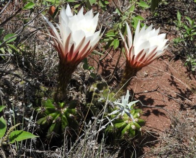 DSCN1125.JPG (160.17 KiB) 10810 mal betrachtet Trichocereus candicans RB3056 - Ongamira, Felsgipfel, Cordoba 1195m