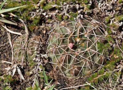 DSC02800.JPG (193.36 KiB) 10733 mal betrachtet Gymnocalycium capillaense RB3048 - RP17 - 2 km westl. Ongamira, Cordoba 1252m