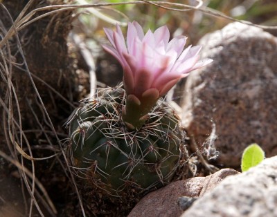 DSC02855.JPG (114.3 KiB) 10733 mal betrachtet Gymnocalycium erinaceum paucisquamosum RB3060 - 2 km nach Ongamiraabzweig Richtung Ischilin, Cordoba 1195m