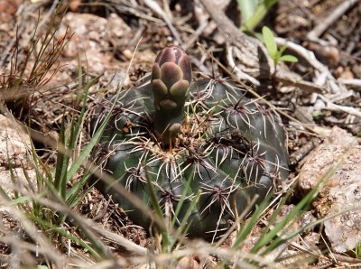 DSC02804.JPG (161.75 KiB) 10733 mal betrachtet Gymnocalycium erinaceum paucisquamosum RB3050 - RP17, 2 km westl. Ongamira, Cordoba 1252m