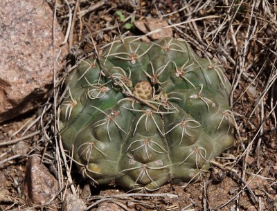 DSC02867.JPG (163.69 KiB) 10733 mal betrachtet Gymnocalycium amerhauseri RB3064 - 2,5 km nach Ongamiraabzweig Richtung Ischilin, Cordoba 1170m