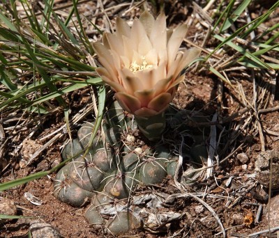 DSC02873.JPG (199.21 KiB) 10733 mal betrachtet Gymnocalycium amerhauseri RB3064 - 2,5 km nach Ongamiraabzweig Richtung Ischilin, Cordoba 1170m