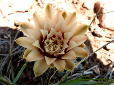 DSCN1152.JPG (83.72 KiB) 10349 mal betrachtet Gymnocalycium amerhauseri RB3064 - 2,5 km nach Ongamiraabzweig Richtung Ischilin, Cordoba 1170m