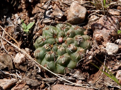 DSC02872.JPG (173.23 KiB) 10691 mal betrachtet Gymnocalycium amerhauseri RB3064 - 2,5 km nach Ongamiraabzweig Richtung Ischilin, Cordoba 1170m