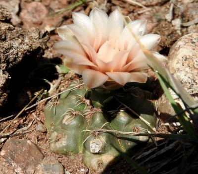 DSCN1153.JPG (141.72 KiB) 10306 mal betrachtet Gymnocalycium amerhauseri RB3064 - 2,5 km nach Ongamiraabzweig Richtung Ischilin, Cordoba 1170m