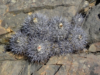 Copiapoa megarhiza echinata RB2140 - <br />9 km südlich Totoral