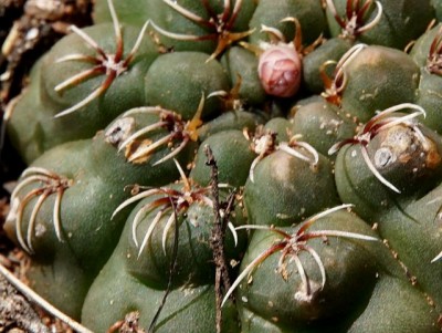 DSC02872-001.JPG (100.3 KiB) 11337 mal betrachtet Dornendetail