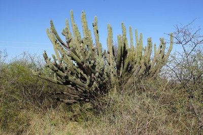 DSC02898.JPG (156.51 KiB) 11336 mal betrachtet Stetsonia coryne RB3070 - 2 km südl. Quilino, Cordoba 435m