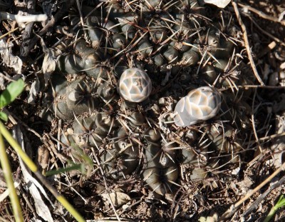DSC02897.JPG (184.98 KiB) 11720 mal betrachtet Gymnocalycium robustum RB3069 - 2 km südl. Quilino, Cordoba 435m