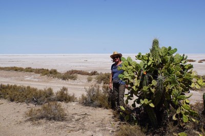 DSC02952.JPG (108.79 KiB) 11614 mal betrachtet Opuntia quimilo RB3076 - Lucio V. Mansilla, Salinas Grandes, Cordoba 180m