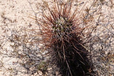 DSC02947.JPG (154.71 KiB) 11614 mal betrachtet Echinopsis leucantha RB3075 - Lucio V. Mansilla, Salinas Grandes, Cordoba 180m