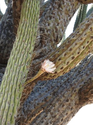 Stetsonia coryne RB3073 - Lucio V. Mansilla, Salinas Grandes, Cordoba 189m