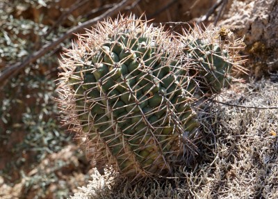 DSC02913.JPG (161.24 KiB) 11614 mal betrachtet Gymnocalycium schickendantzii RB3071 - Lucio V. Mansilla, Salinas Grandes, Cordoba 189m